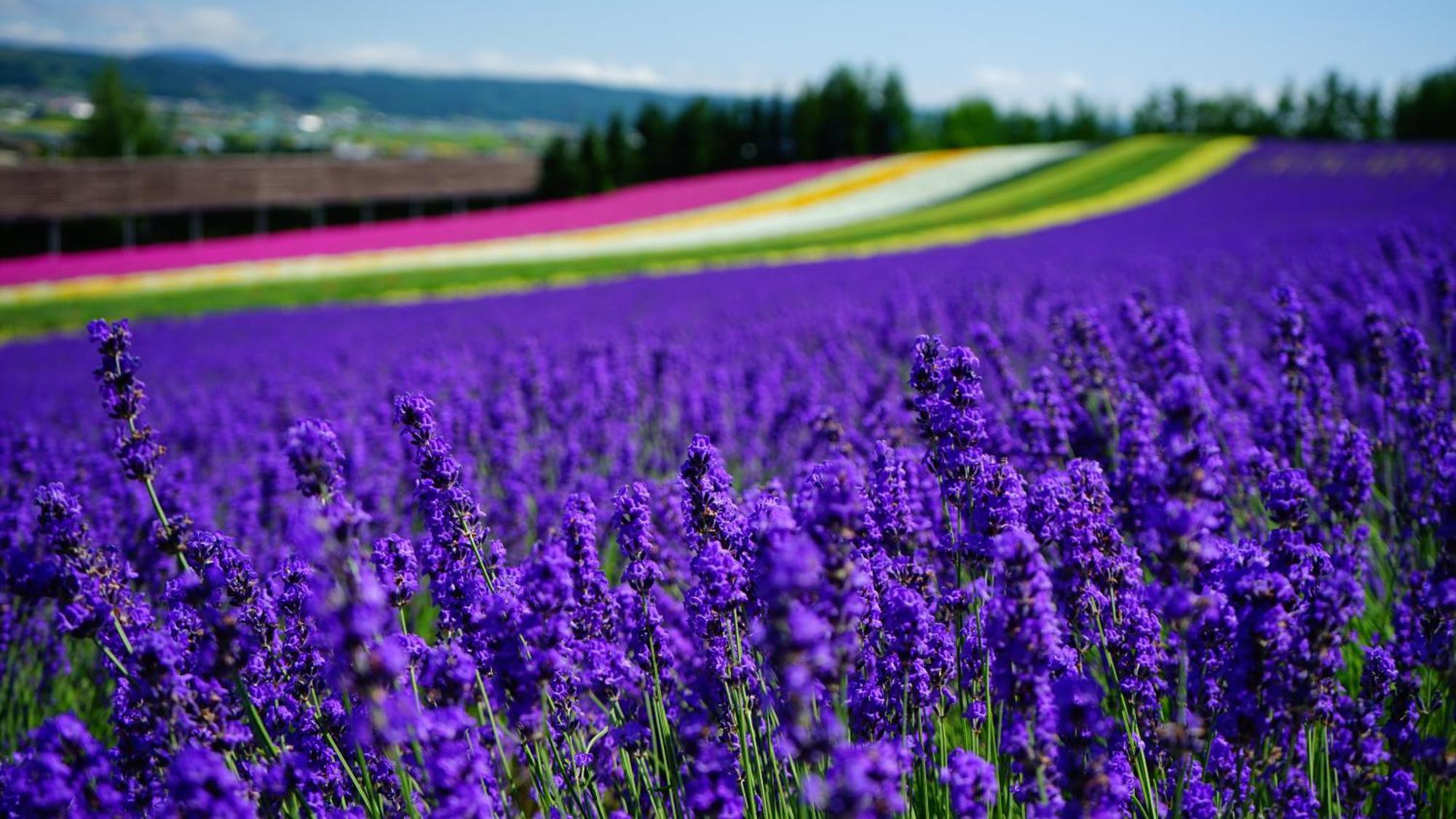 Furano Natulux Hotel Exteriör bild
